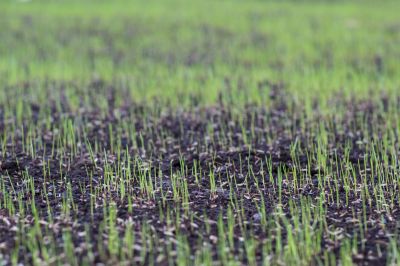 Commercial Lawn Care